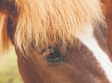 horse mane hair follicle
