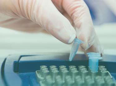 thoroughbred DNA samples screened for performance markers